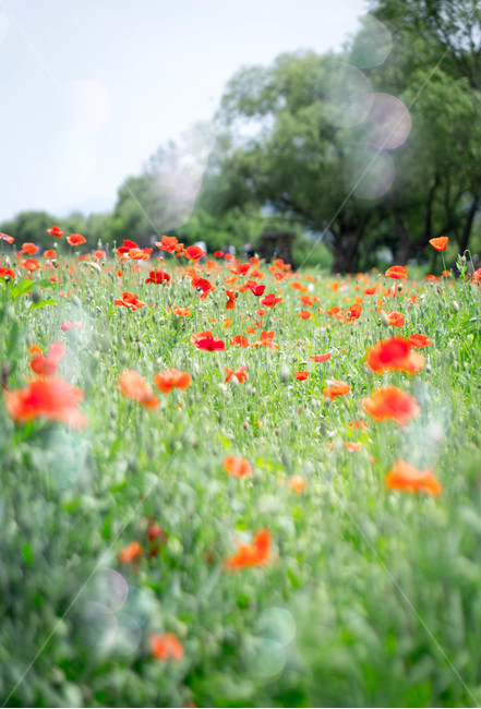 양귀비,양귀비꽃,6월,여름,물의정원,opiumpoppy,빨강,식물,자연,plants,nature,꽃,flower,경기도,남양주,green,red,비누방울,보케,식물,자연,plants,nature,꽃,flower,감성,sensible,feeling