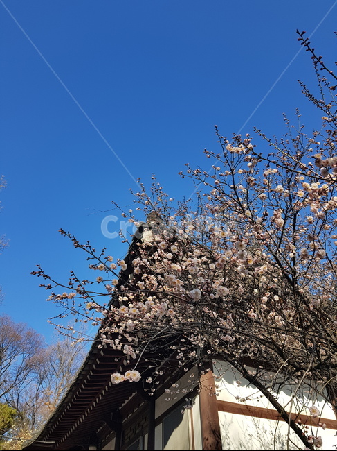 꽃,나무,벚꽃,절,하늘,봄,계절,spring,season