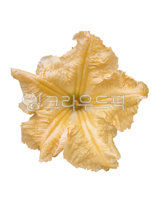 꽃누끼,호박꽃,노랑꽃,생화누끼,꽃잎,생화png,포토샵소스,꽃디자인소스,그래픽소스,꽃스티커,꽃아이콘,생화스티커