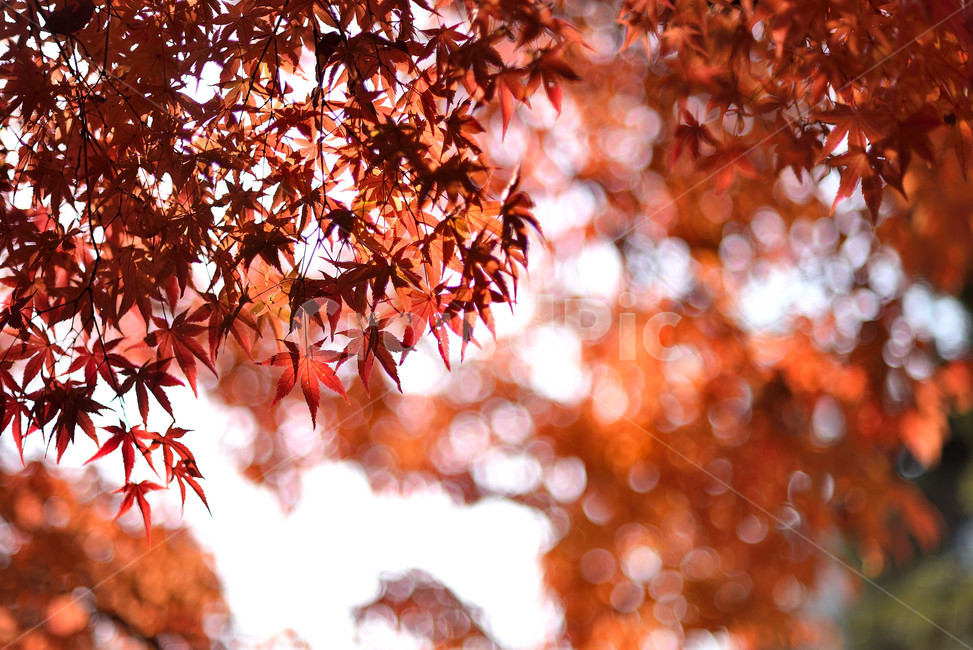 단풍,단풍잎,식물,단풍나무,가을,붉은,가을,계절,fall,autumn,season