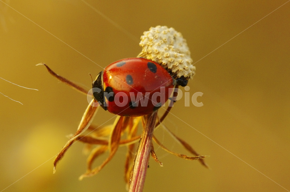 곤충,무당벌레,빨강,가을,더듬이,scene,view,feeling,emotion,nature,landscape,season,풍경,감정,감성,자연,계절,beauty,macro,closeup,insect,ladybug,red,fall,autumn,접사,매크로,클로즈업,확대,벌레,가을곤충,여름곤충,여름,동물,animal,곤충,벌레,insect,bug
