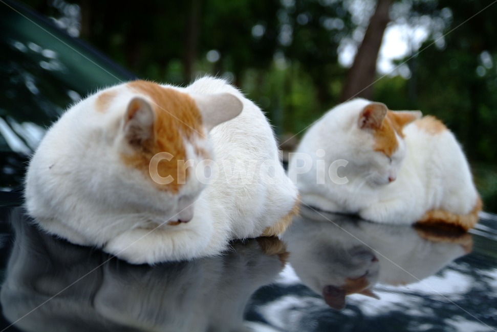 pet,애완동물,cat,고양이,동물,animal,동물,animal,포유류,mammal,고양이,cat,kitten,kitty
