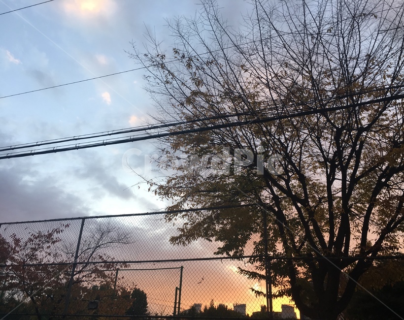 하늘,노을,색감,나무,sunset,sky,tree