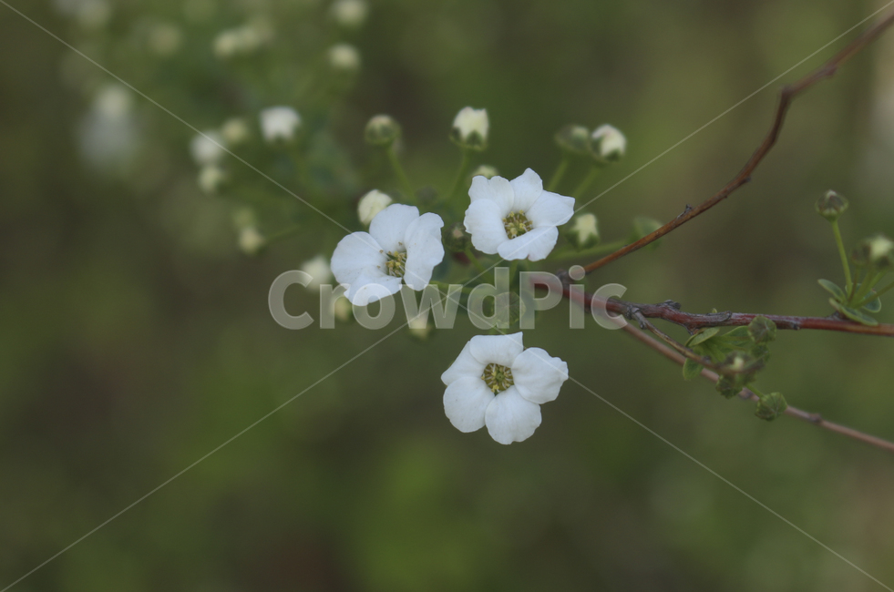 plant,식물,flower,blossom,꽃,white,흰꽃,하얀,whiteflower,하얀꽃,흰,봄,spring,봄꽃,식물,자연,plants,nature,꽃,flower
