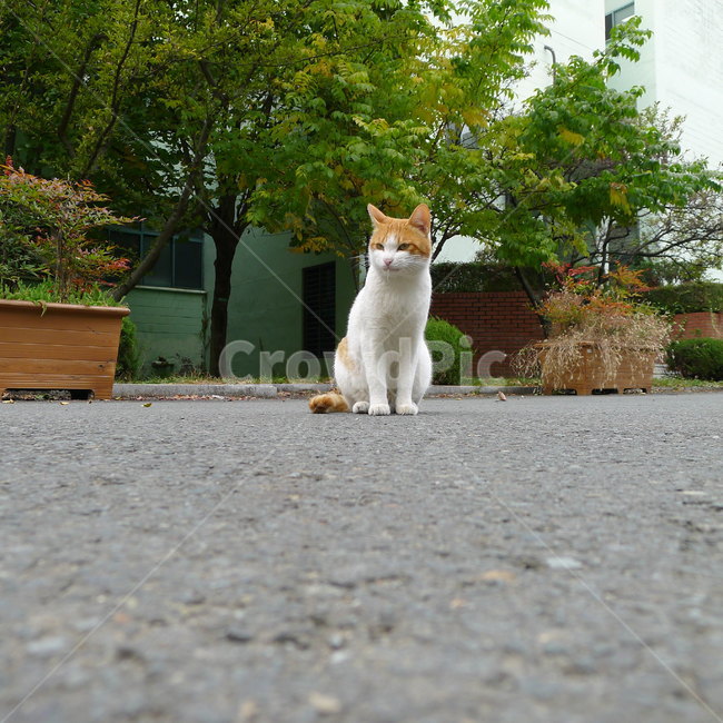 고양이한마리,고양이자세,앉아있는고양이,고양이,귀여운고양이,동물,animal,포유류,mammal,고양이,cat,kitten,kitty