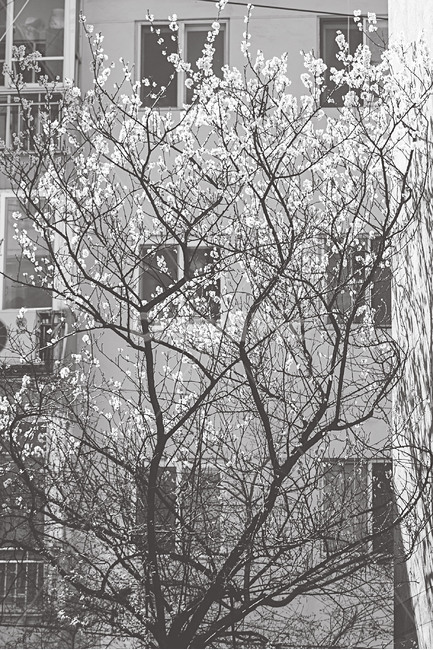 풍경,봄,꽃,벚꽃,landscape,spring,flower,cherryblossom,흑백,모노톤,monochrome,black and white