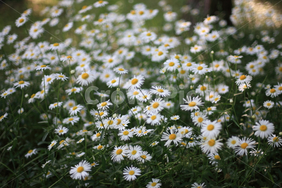 구절초,꽃,들꽃,flower,botanical,wildflower,식물,자연,plants,nature,꽃,flower