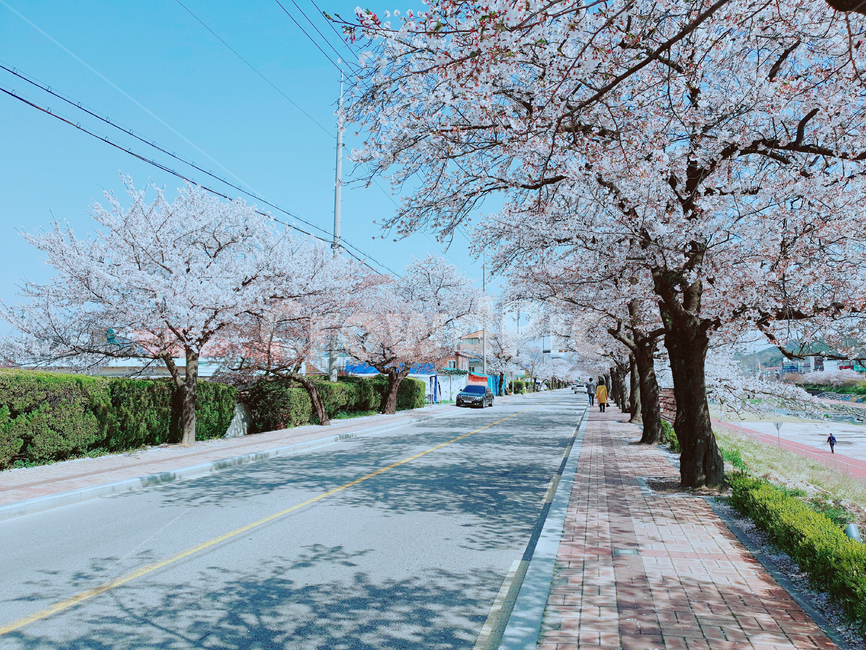봄,spring,벚꽃,cherryblossoms,나무,tree,길거리,한국,korea,분위기있는,예쁜,beautiful