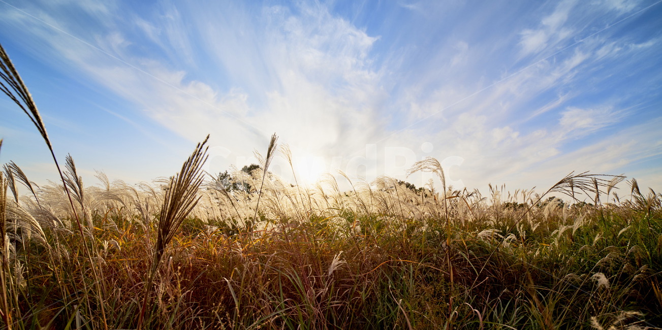억새,억새풍경,파란하늘,갈대,가을풍경,가을,계절,fall,autumn,season,자연,풍경,nature,landscape,grass,잔디,plant,식물,lawn,reed