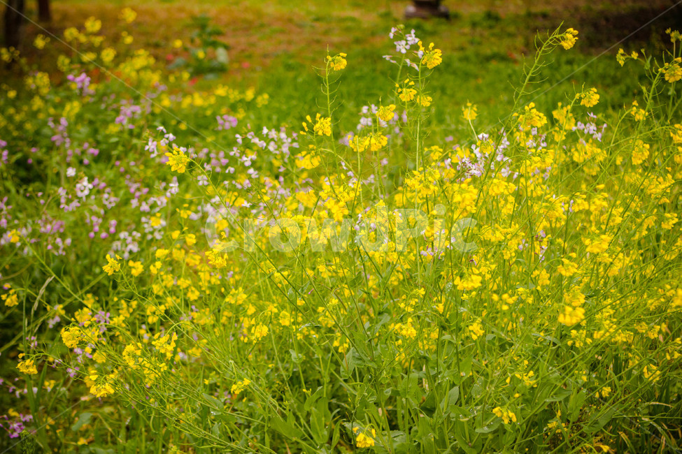 유채꽃,꽃밭,노란꽃,봄꽃,꽃,봄날,봄,계절,spring,season,식물,자연,plants,nature,꽃,flower,field,들,grassland,목초지,outdoors,옥외,farm,농장,rural,농촌,meadow
