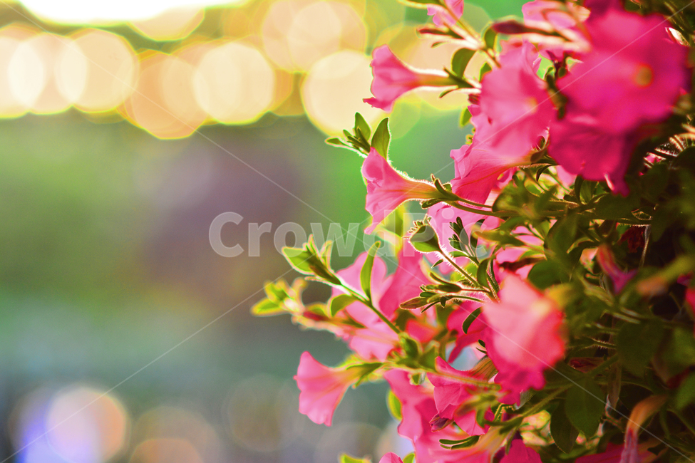 atmosphere,beauty,In May,beautiful,At sunset,petal,affix,Emotion,bokeh of light,Phil,sensible,macro,pretty,flowers,front yard,feeling,flower,emotion,plant,bokeh,rose,garden,petunia