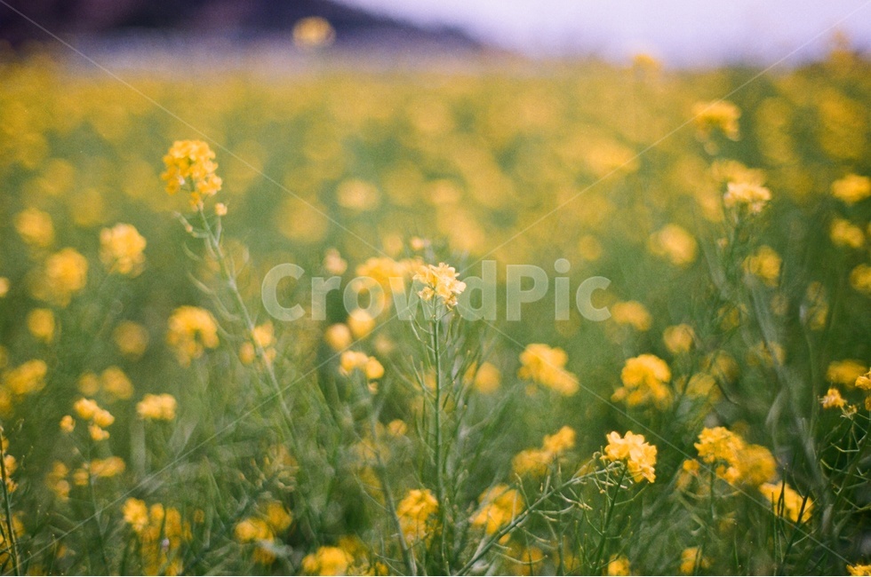 유채꽃,봄꽃,노란색,노란꽃,유채꽃밭,봄,계절,spring,season,식물,자연,plants,nature,꽃,flower,감성,sensible,feeling,grassland,목초지,field,들,outdoors,옥외,rural,농촌,farm,농장,meadow