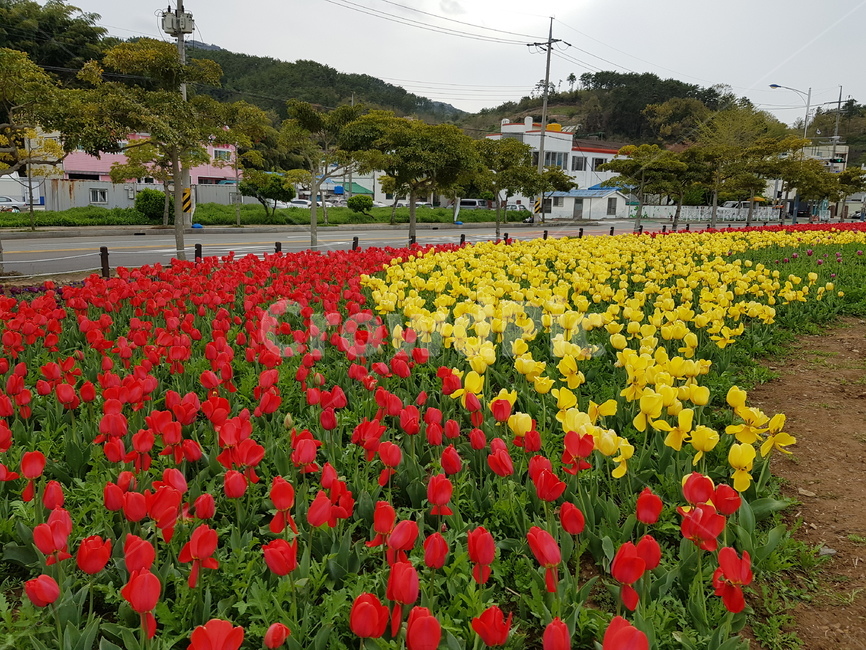 튤립,튤립만발,꽃,빨강,노랑,식물,식물,자연,plants,nature,꽃,flower