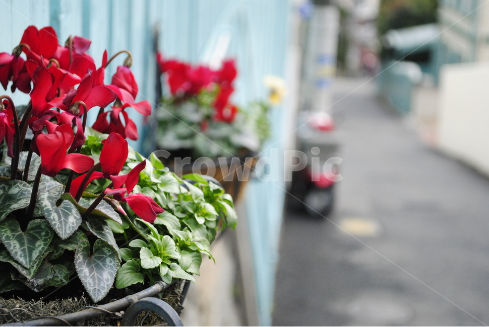 꽃,자연,식물,빨간꽃,화분,조경,식물,자연,plants,nature,꽃,flower
