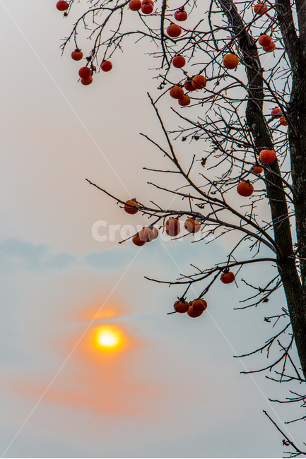 감,까치밥,석양,일몰,가을,식물,자연,plants,nature,나무,trees,wood,과일,열매,fruit