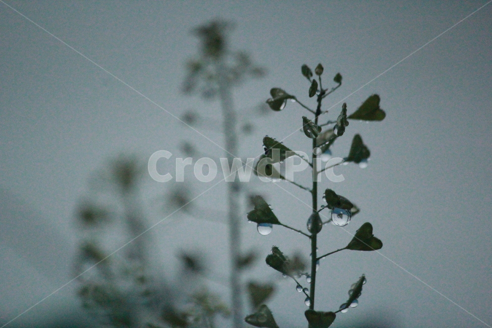 빗방울,꽃,감성,식물,하늘,식물,자연,plants,nature