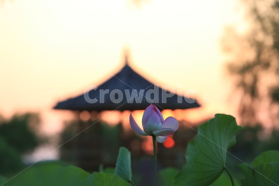 부산,삼락공원,노을,연꽃,꽃,정자,수련,식물,자연,plants,nature,꽃,flower