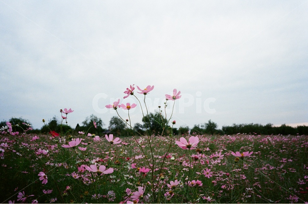 plant,식물,flower,코스모스,필름사진,식물,자연,plants,nature,꽃,flower
