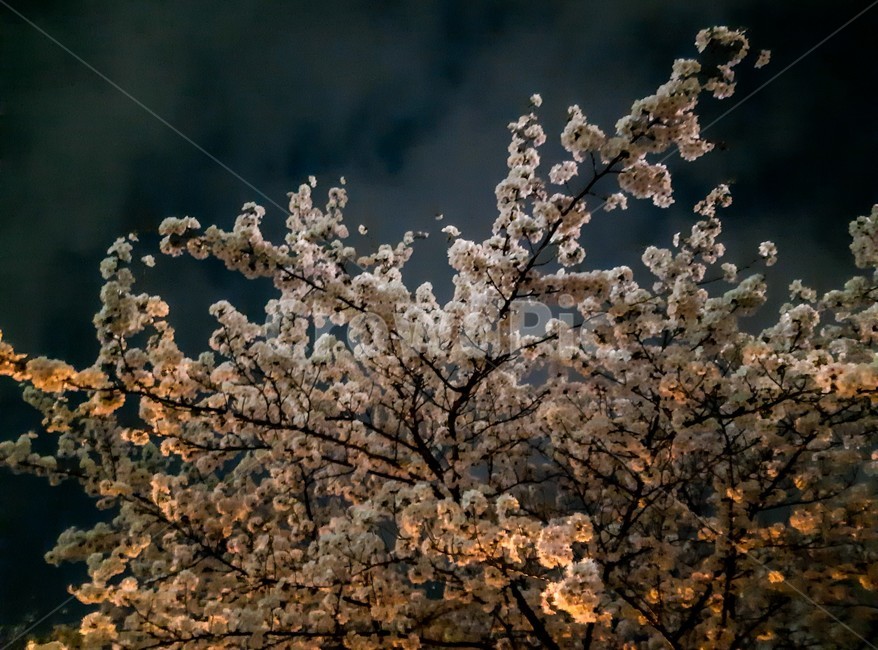 봄,꽃,벚꽃,분홍색,blossom,풍경,자연,나무,꽃잎,봄,계절,spring,season,야경,밤,풍경,nightscape,night,landscape,식물,자연,plants,nature,꽃,flower,나무,trees,wood,plant