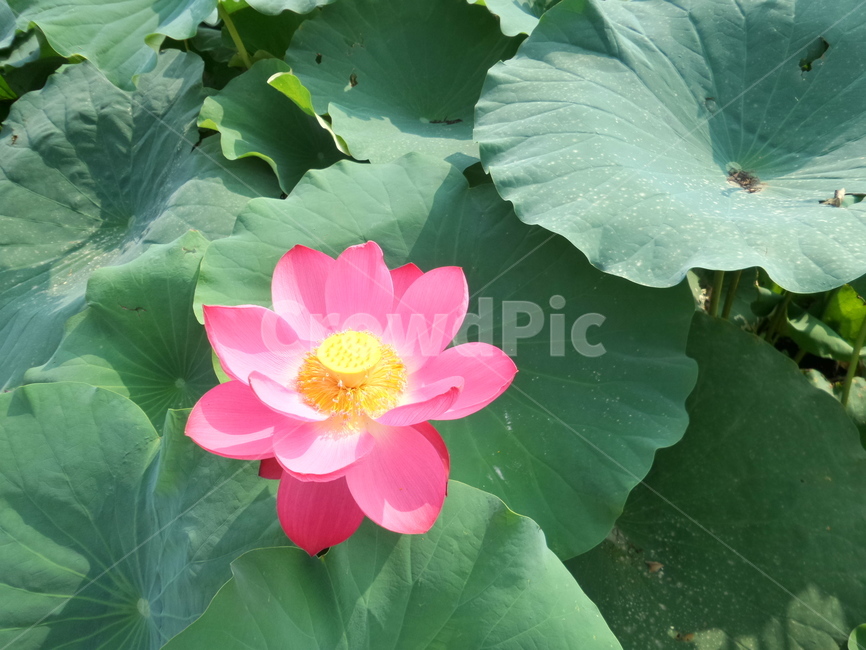 꽃,flower,식물,연,만개,식물,자연,plants,nature,꽃,flower