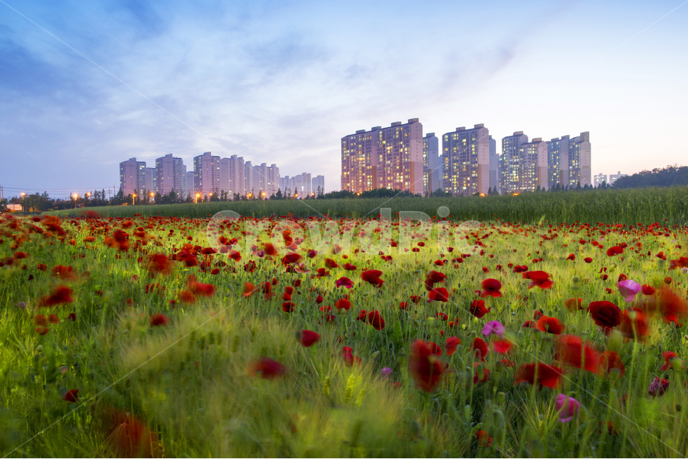 야경사진,양귀비꽃,야경풍경,안산여행,꽃밭,도시,풍경,city,landscape,한국도시풍경,한국도시경관,korea cityscape,식물,자연,plants,nature,꽃,flower,plant,blossom