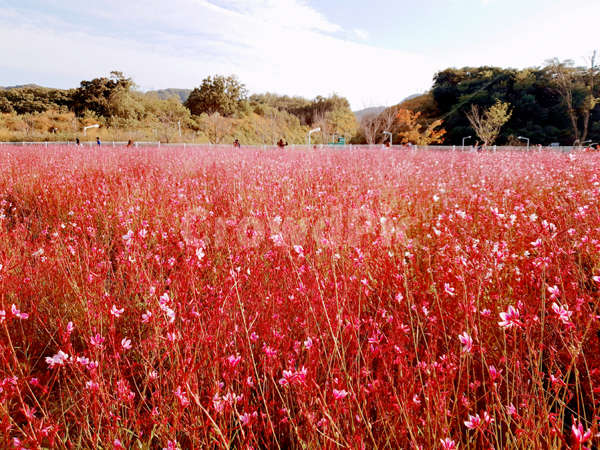 꽃,꽃밭,분홍색,가을,계절,식물,자연,자연,풍경,nature,landscape,식물,plants,꽃,flower,field,들,grassland,목초지,outdoors,옥외
