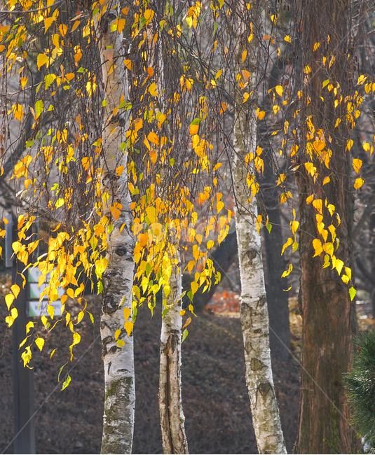 단풍,12월,겨울,늦가을,초겨울,나무,식물,감성,계절,가을,계절,fall,autumn,season,식물,자연,plants,nature,나무,trees,wood,tree,plant,tree trunk,나무 줄기