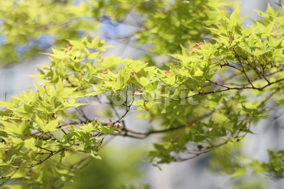 단풍,연두,파랑하늘,봄,잎,식물,자연,plants,nature