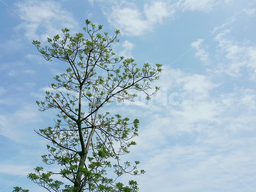 구름,나무,하늘,제주도,감성,배경,tree,sky,자연,식물,nature,background,plants
