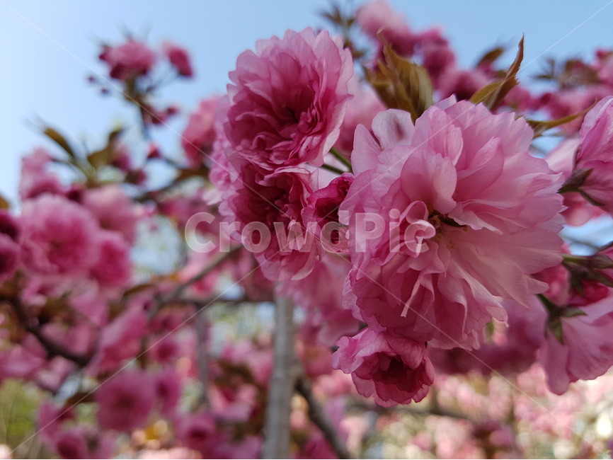 꽃,겹벗꽃,벗꽃,핑크색,핑크꽃,봄,봄꽃,봄,계절,spring,season,식물,자연,plants,nature,꽃,flower,plant,blossom