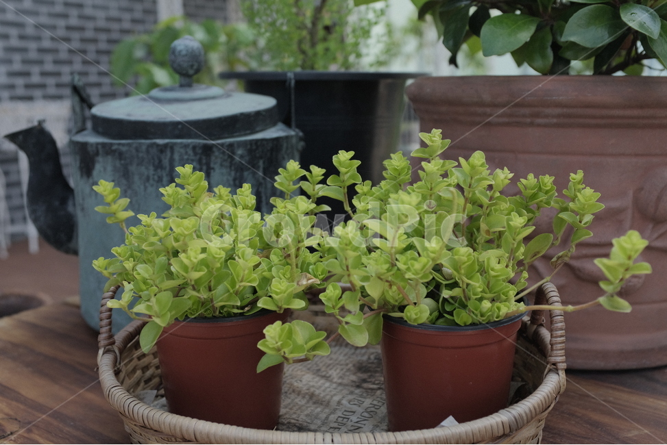 식물,꽃,화분,초록,자연,카페,분갈이,새싹,잎,미세먼지,마사토,식물,자연,plants,nature,실내용화초,화분,화초,house plant