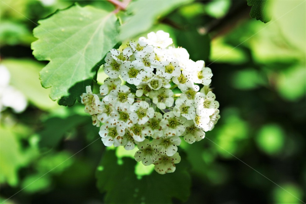 산조팝나무,산조팝,진주수구,장미과,조팝나무속,낙엽관목,야생식물,나무,자연,식물,자연,plants,nature,꽃,flower