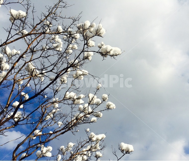 목련,눈,눈송이,나무,겨울,겨울,계절,winter,season,식물,자연,plants,nature,꽃,flower