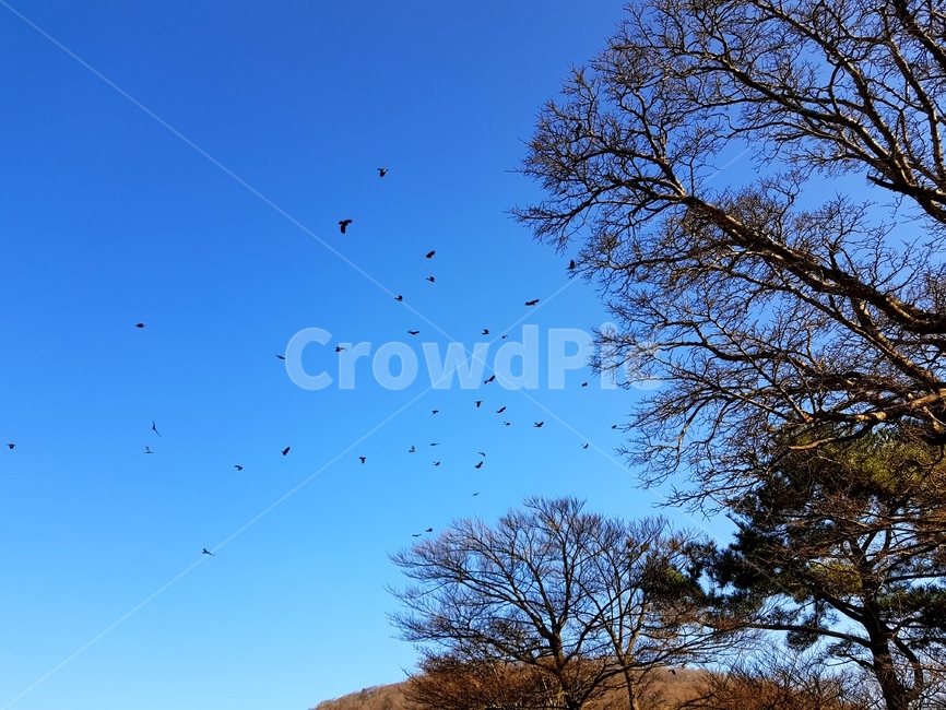 제주도,한라산,하늘,나무,자연,jejuisland,hallasan,sky,tree,nature,자연,풍경,nature,landscape,animal,동물,flock,대군