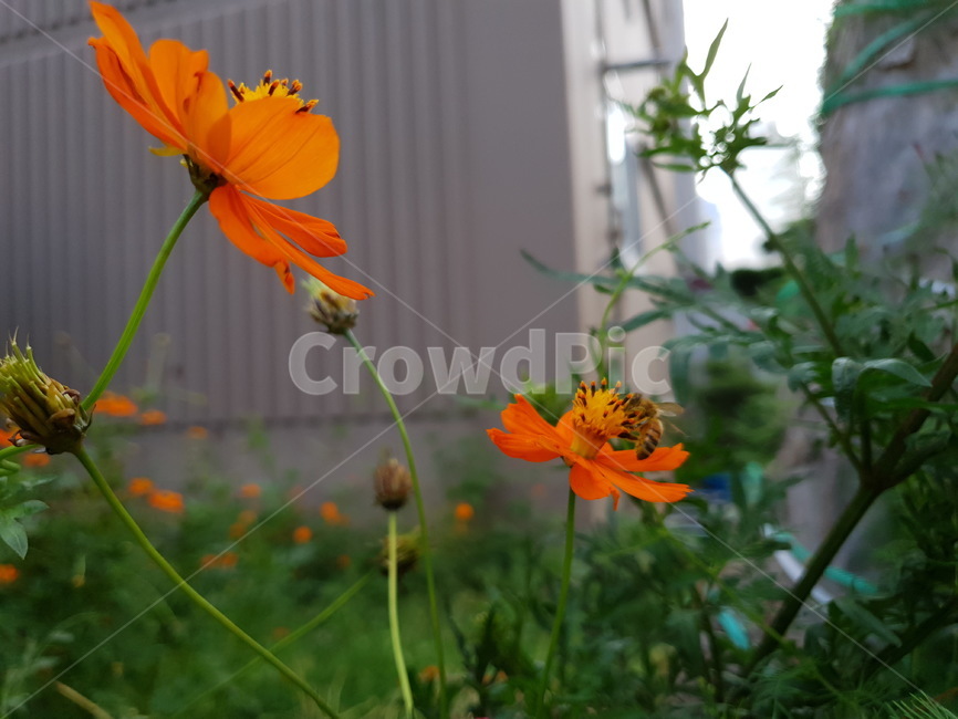 꽃,flower,가을,벌,코스모스,황화코스모스,식물,자연,plants,nature,꽃,flower,곤충,벌레,insect,bug