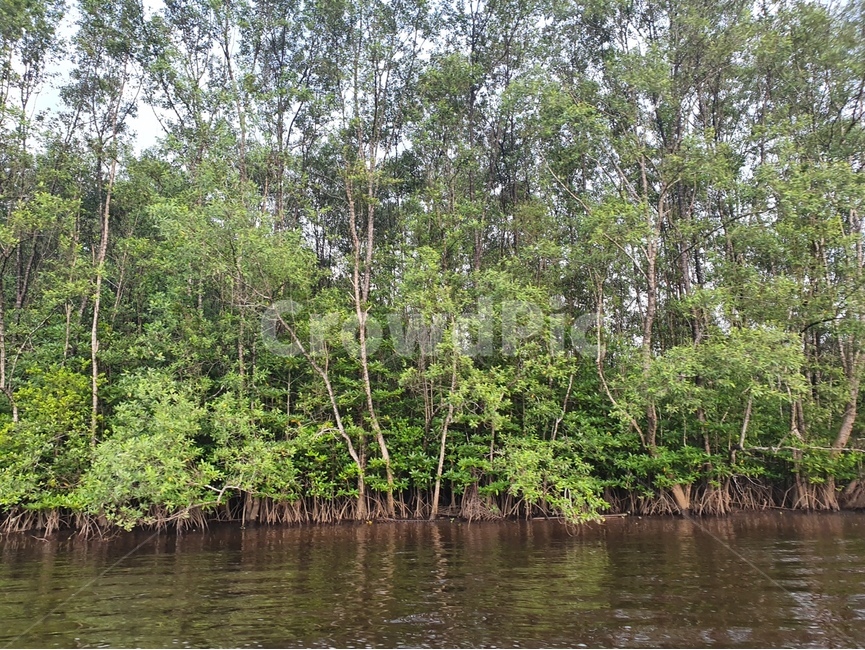 열대우림,정글,나무,밀림,rainforest,nature,tree,jungle,plant,초목,식물