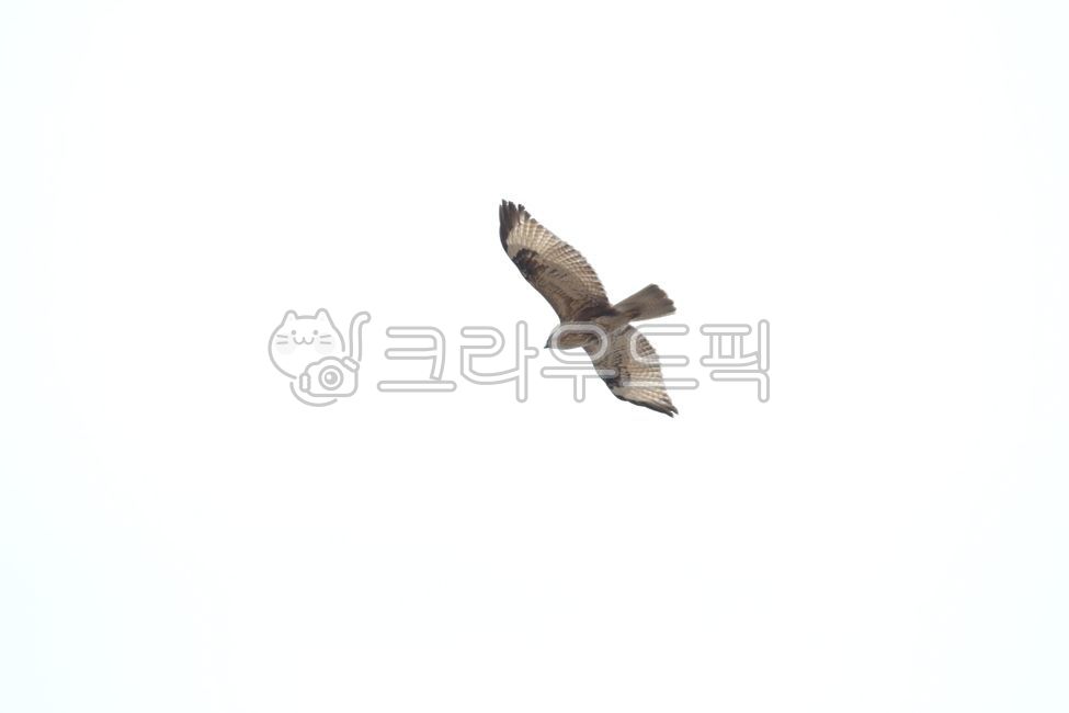 gliding,rapid torrent,buteobuteo,Birds,Korean buzzard