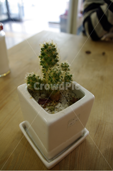선인장,화분,식물,다육이,plant,실내용화초,화분,화초,house plant