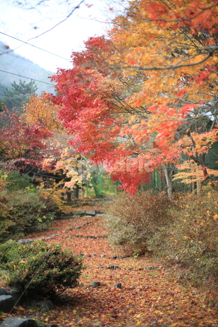한국,산,금오산,가을,단풍,korea,mountian,山,秋,紅葉,가을,계절,fall,autumn,season,자연,풍경,nature,landscape,tree,나무,plant,식물,maple,leaf,잎