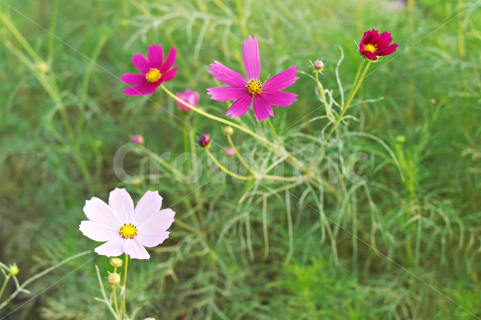 가을,한강,코스모스,아름다움,삐꾸,가을,계절,fall,autumn,season,식물,자연,plants,nature,꽃,flower,plant,blossom,petal,꽃잎