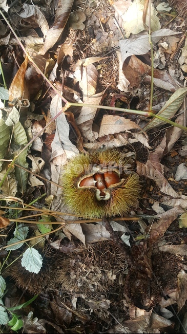농장,산,가을,밤,풍요