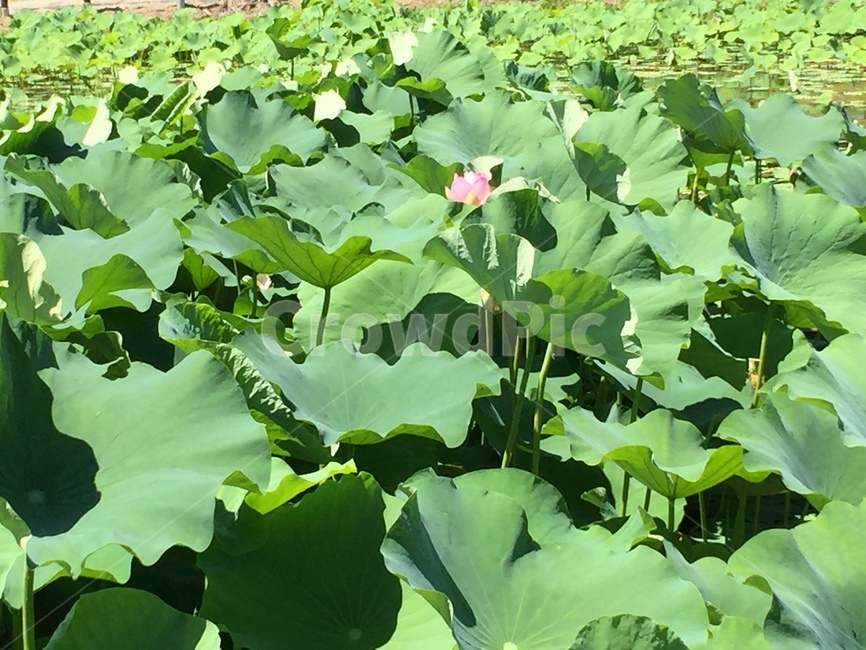 연꽃,lotus,연못,pink,pool,식물,자연,plants,nature