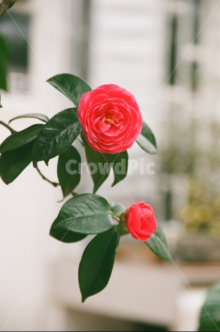 꽃,동백꽃,빨간꽃,식물,온실,식물,자연,plants,nature,꽃,flower,감성,sensible,feeling,색깔,색상,색채,색감,color sense,color sensitivity,feeling of color