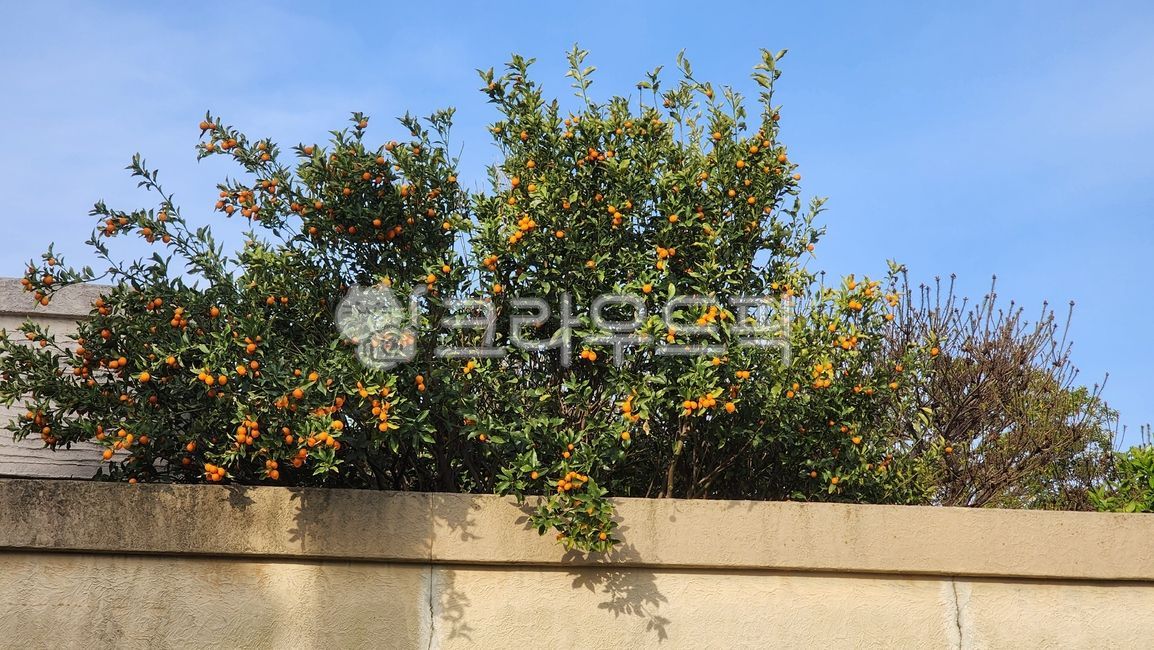 금귤,담장,나무,낑깡,귤