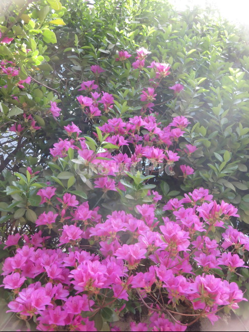 봄꽃,영산홍,진달래,철쭉,만개,만발,향기,아름다운,화사한,꽃,생화,조경,핑크,분홍,봄풍경,봄,잎,초록잎,담장위꽃,식물,자연,계절,plants,nature,flower,springseason,azalea,leaf,leaves,rhododendronindicum,satuki