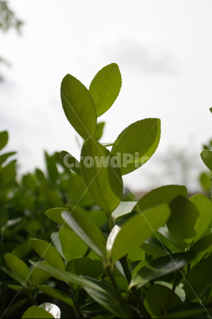 접사,초록,잎,자연,감성,식물,자연,plants,nature