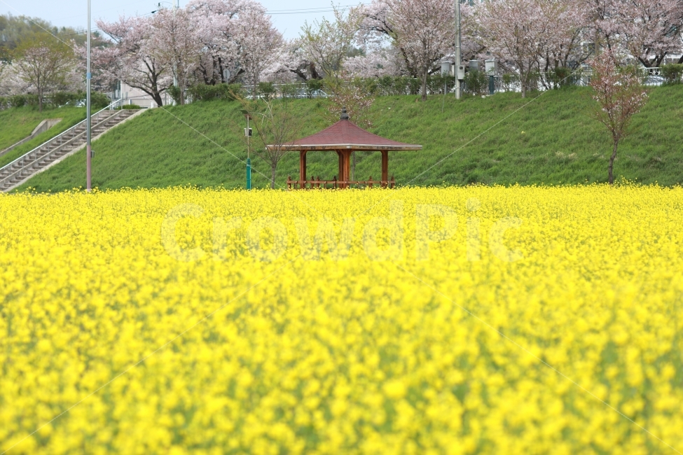 자연풍경,오두막,카메라,일상,주말,나들이,봄,유채꽃,꽃밭,자연,풍경,배경,화면,소스,디자인,사진,색상,기분,감성,데일지,봄날씨,자연,풍경,nature,landscape,봄,계절,spring,season,field,들,grassland,목초지,outdoors,옥외