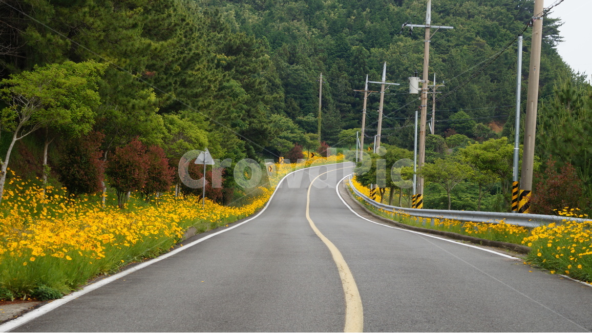 금계국,금계국꽃,꽃,꽃사진,식물,자연,자연,풍경,nature,landscape,교통,교통수단,traffic,transportation,road,도로,highway,고속도로,freeway,고속 도로,asphalt,아스팔트