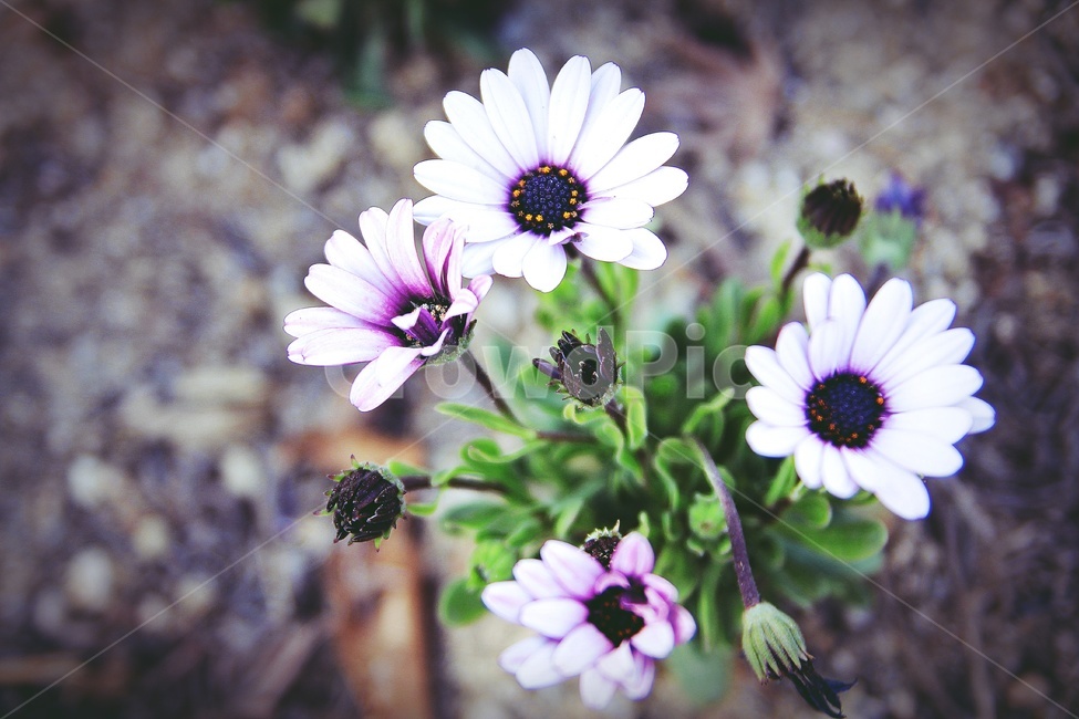 꽃,데이지,하얀꽃,flower,daisy,자연,정원,식물,자연,plants,nature,꽃,flower