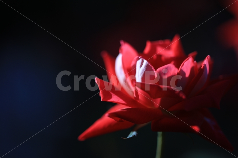 장미,장미의꿈,꽃,접사,빨간맛,가을,계절,fall,autumn,season,식물,자연,plants,nature,꽃,flower,blossom,rose,plant